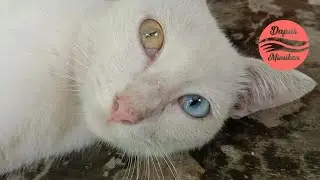MEET CUTE CAT , HAS TWO COLORS IN HIS EYES, HOW CAN HE DID IT? 