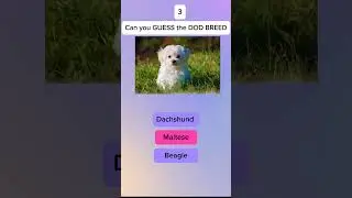 Can you GUESS the DOG BREED 🐕 #shorts #dogs #pets