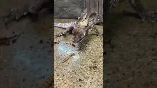 BABY FRILLED DRAGON! 