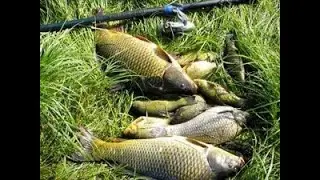 KILLER FISH 007 !!! TAGANKA 2023 !!!