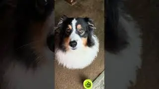Missy tries human grade dog food!