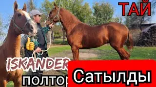 сатылды Ноокендеги ИСКАНДЕР 😱ТАЛАША ТУРГАН ТАЙ ЧЫКТЫ ПОЛТОРАЖКА
