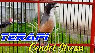 TERAPI CENDET STRESS MACET BUNYI AGAR BUNYI GACOR FIGHTER