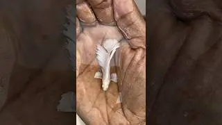 Betta dumbo blanco hm o media Luna #bettascriadero #fish #bettafish