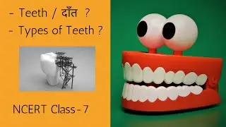 Types of Teeth and Their Function | Human Teeth | दाँत  व उनके प्रकार और कार्य