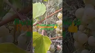 1 сентября 2024 г.