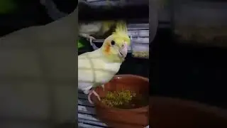 #shorts #sultanpapağanı #cockatiel #mügeanlı#mügeanlıtatlısert