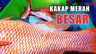 MANCING DI LAUT Mancing ikan kakap merah