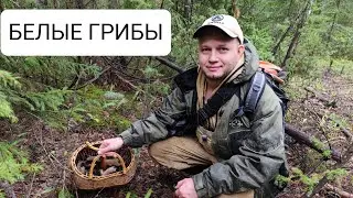 Шок 🙀🙀🙀Поляны белых грибов!🔥🔥🔥 Бомба! 10.08.2024
