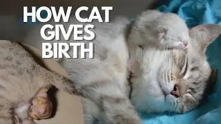 🥺 Pregnant cat gives birth - Everything About Mom cats and Newborn Kittens
