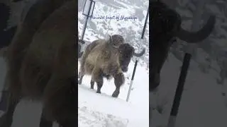 Wild beast of Himalaya | Yak in snow