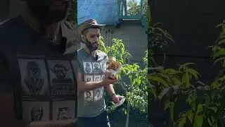 МОЯ "БЛАГОДАРОЧКА" ПЕРСИКУ😁 #персик #догляд #кінецьсезона #дача #сад