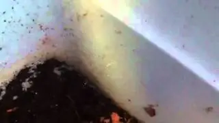 Update on bad worm bedding experiment