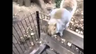 Видео про смешных животных
