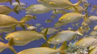 Deep Underwater Sounds || Underwater Scuba Diving Sounds for Relaxing, Sleeping.