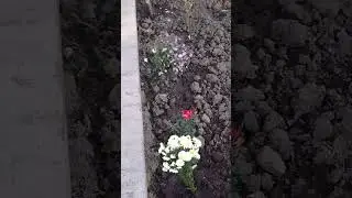 Посадка и черенкование продолжается 31.10.24 год.