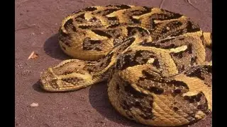 Puff Adder