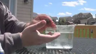 How to - Fragging Mushrooms