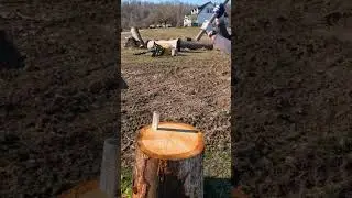 Splitting Big White Oak!  #woodworking #homestead  #wood #sawmill