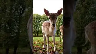 Baby deer having lunch at Elswout 1 #shorts