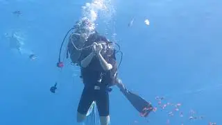 Дайвинг. Красное море. 29.10.2018