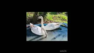 🦢💙#facts #instagram #2024 #animals #family #best #beautiful #white #love #foryou #life #lifestyle