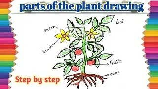 how to draw a parts of plant | easy drawing parts of a plant