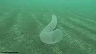 Rare video of Pyrosoma Atlanticum 📷 Martijn Schouten