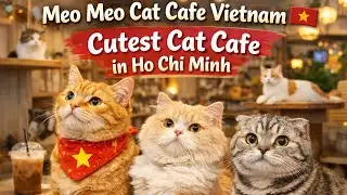 Meo Meo Cat Cafe Vietnam 🇻🇳 | Cutest Cat Cafe in Ho Chi Minh