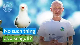 There's no such thing as a seagull | RSPB