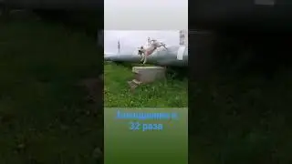 джек рассел в замедлении