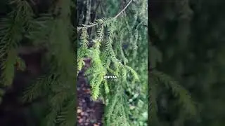 Как убрать препятствия на своем пути