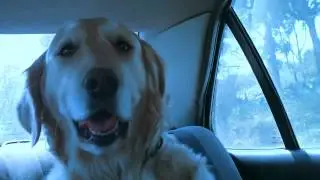 Oliva Drogada - Golden Retriever