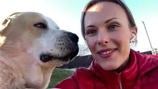 Ура! РОДИЛИСЬ ЩЕНКИ/Грузинские бойцовские щенки 2021