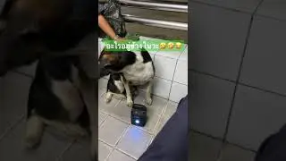 แกล้งเปิดเสียงลูกหมาให้หมาฟัง ขำท้องแข็งเลย🤣🤣🤣😂