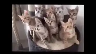 Котята танцуют под музыку - смешно до слез! Вы такого не видели!