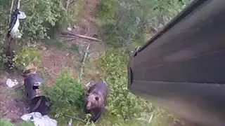Охота на медведя  Промах