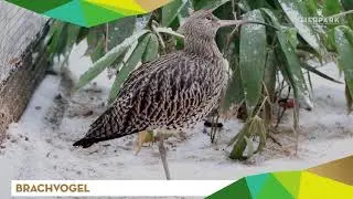 Brachvogel - Tierpark Gotha