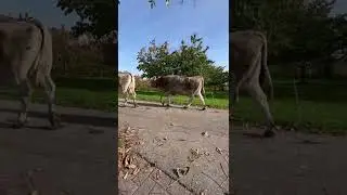 İsviçre İnekleri ve Manzarası