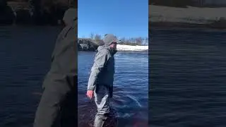 Семга на Кольском. Финальная часть долгой борьбы.