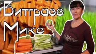 Wheatgrass juice. Microgreens at home.