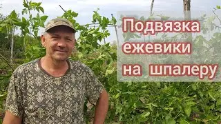 Tying blackberries to a trellis and removing excess replacement shoots