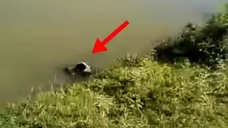 A dog was floundering in a concrete canal. She used all her strength.