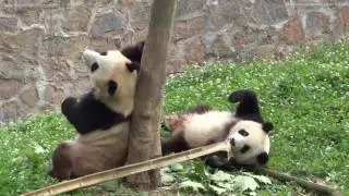 Happy Panda Day!