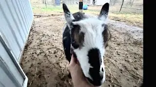 I have a new goat bestie, kind of ish 🤣 | More goat ultrasounds | more baby goats confirmed