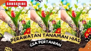 Perawatan tanaman hias di Koridor Fakultas Pertanian Universitas dayanu ikhsanuddin