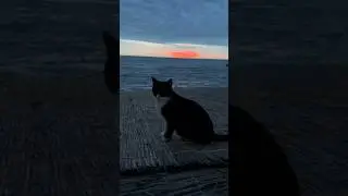 Кот и закат 
