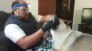 @Australiananimaloralcare