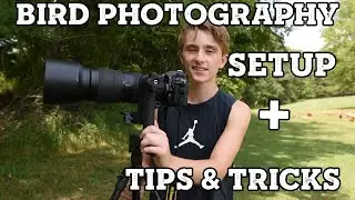 Bird Photography Setup + Tips & Tricks With Nikon 200-500mm f/5.6