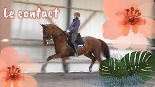 Comment avoir le bon contact à cheval